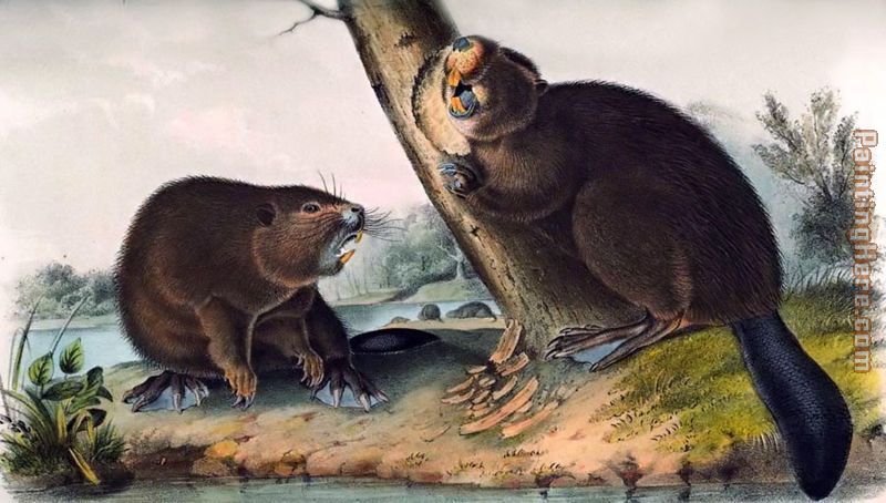North American Beaver painting - John James Audubon North American Beaver art painting